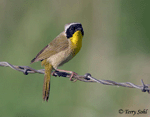 Common Yellowthroat 3 - Geothlypis trichas