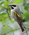 Golden-winged Warbler - Vermivora chrysoptera