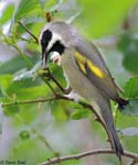 Golden-winged Warbler 2 - Vermivora chrysoptera