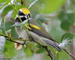 Golden-winged Warbler 3 - Vermivora chrysoptera