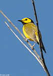 Hooded Warbler 3 - Setophaga citrina