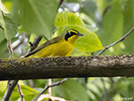 Kentucky Warbler 1 - Geothlypis formosa