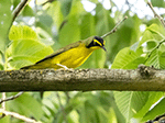 Kentucky Warbler 2 - Geothlypis formosa