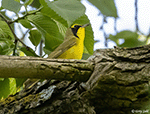 Kentucky Warbler 3 - Geothlypis formosa