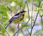 Magnolia Warbler 2 - Setophaga magnolia