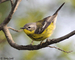Magnolia Warbler 6 - Setophaga magnolia