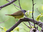 Mourning Warbler 1 - Geothlypis philadelphia