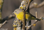 Nashville Warbler 1 - Leiothlypis ruficapilla