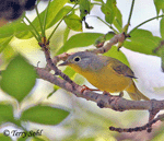 Nashville Warbler 2 - Leiothlypis ruficapilla