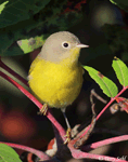 Nashville Warbler 5 - Leiothlypis ruficapilla
