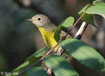 Nashville Warbler 6 - Leiothlypis ruficapilla