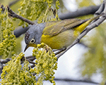 Nashville Warbler 7 - Leiothlypis ruficapilla