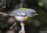 Northern Parula - Setophaga americana