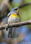 Northern Parula - Setophaga americana