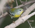 Northern Parula - Setophaga americana