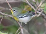 Northern Parula - Setophaga americana