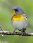Northern Parula - Setophaga americana