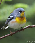 Northern Parula - Setophaga americana