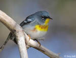 Northern Parula - Setophaga americana