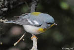 Northern Parula - Setophaga americana
