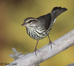 Northern Waterthrush 3 - Parkesia noveboracensis