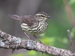 Northern Waterthrush - Seiurus noveboracensis