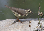 Northern Waterthrush 6 - Parkesia noveboracensis