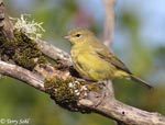 Orange-crowned Warbler - Oreothlypis celata - Pic15