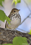 Ovenbird 10 - Seiurus aurocapillus