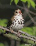 Ovenbird 11 - Seiurus aurocapillus