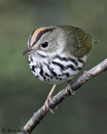 Ovenbird 12 - Seiurus aurocapillus