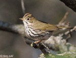 Ovenbird 13 - Seiurus aurocapillus