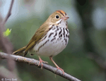 Ovenbird 14 - Seiurus aurocapillus