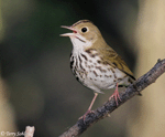 Ovenbird 15 - Seiurus aurocapillus