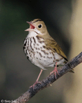 Ovenbird 16 - Seiurus aurocapillus