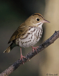 Ovenbird 17 - Seiurus aurocapillus