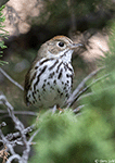 Ovenbird 18 - Seiurus aurocapillus