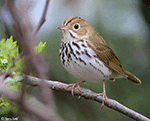 Ovenbird 19 - Seiurus aurocapillus
