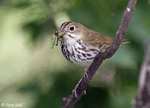 Ovenbird 2 - Seiurus aurocapillus