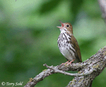 Ovenbird 3 - Seiurus aurocapillus