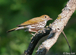Ovenbird 5 - Seiurus aurocapillus