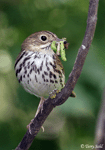 Ovenbird 6 - Seiurus aurocapillus
