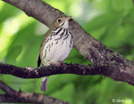 Ovenbird 7 - Seiurus aurocapillus