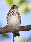 Ovenbird 9 - Seiurus aurocapillus