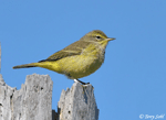 Palm Warbler 4 - Setophaga palmarum