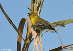 Pine Warbler - Setophaga pinus