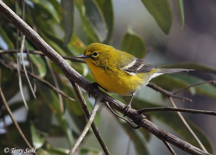 Pine Warbler - Setophaga pinus