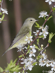 Tennessee Warbler - Vermivora peregrina