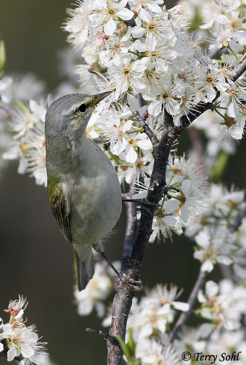 Tennessee Warbler - Vermivora peregrina