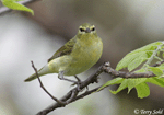 Tennessee Warbler - Vermivora peregrina